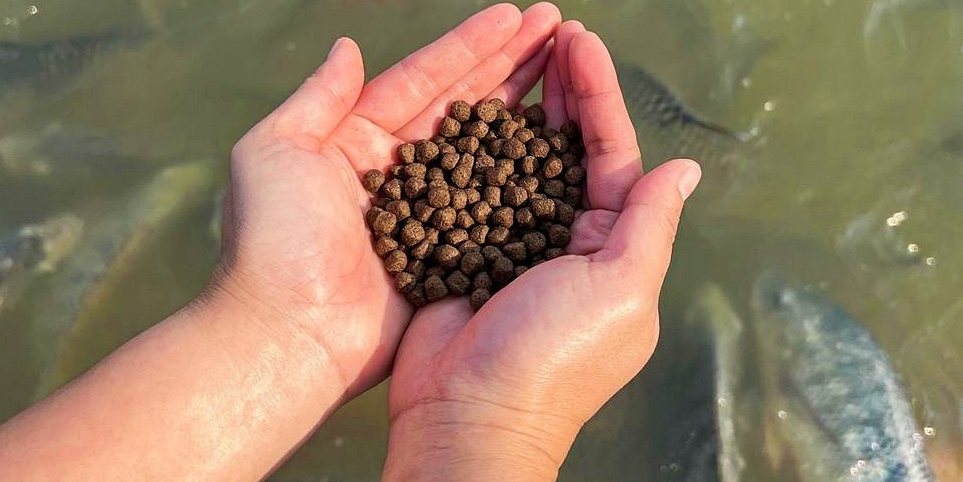 Ração para Peixes